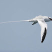 Red-billed Tropicbird
